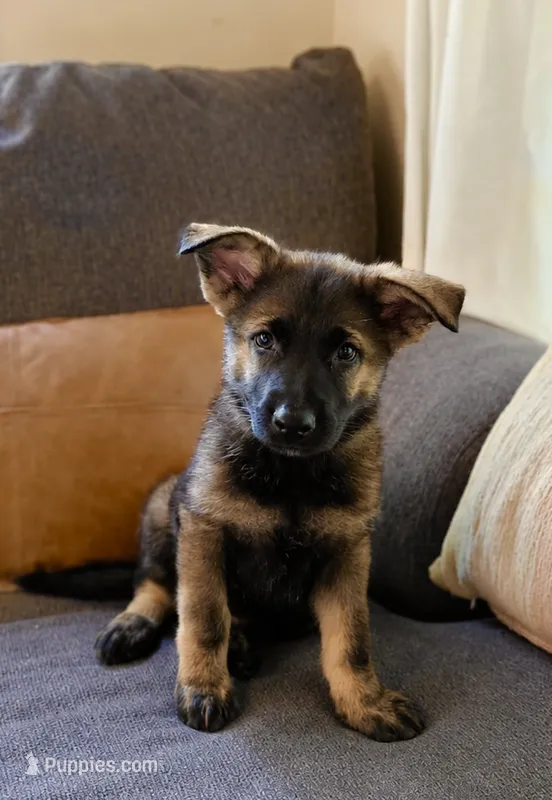 Purple Rain – German Shepherd Dog puppy for sale in Paw Paw, MI