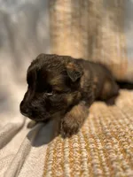Bluebelle long coat , a female German Shepherd Dog for sale in Paw Paw, MI – 4 of 5