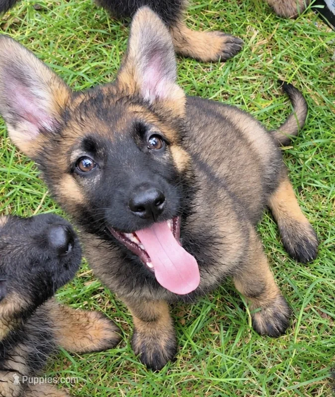 Purple Rain – German Shepherd Dog puppy for sale in Paw Paw, MI