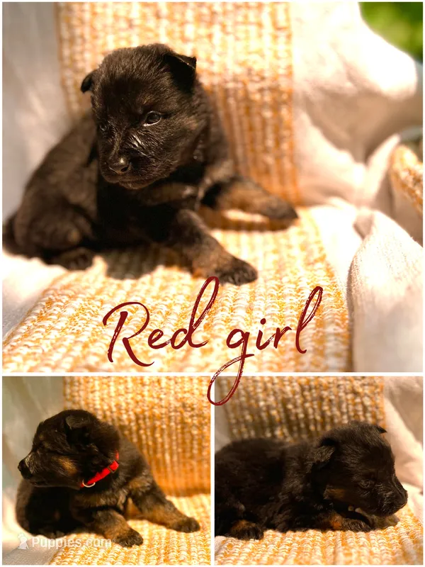 Red Velvet  – German Shepherd Dog puppy for sale in Paw Paw, MI