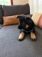 Red Velvet long coated AKC female, a female German Shepherd Dog for sale in Paw Paw, MI – 2 of 2