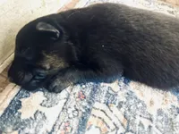 AKC black sable litter, a female German Shepherd Dog for sale in Paw Paw, MI – 3 of 8