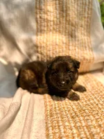 Bluebelle long coat , a female German Shepherd Dog for sale in Paw Paw, MI – 5 of 5