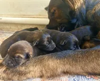 AKC black sable litter, a female German Shepherd Dog for sale in Paw Paw, MI – 8 of 8