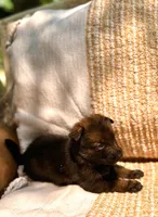 Purple Rain , a female German Shepherd Dog for sale in Paw Paw, MI – 2 of 2