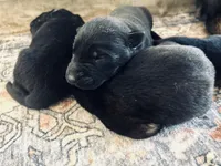 AKC black sable litter, a female German Shepherd Dog for sale in Paw Paw, MI – 6 of 8
