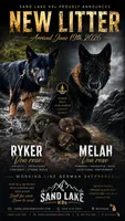 AKC black sable litter, a female German Shepherd Dog for sale in Paw Paw, MI – 1 of 8
