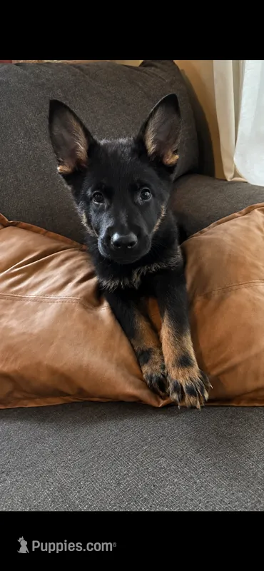 Midnight Blue  – German Shepherd Dog puppy for sale in Paw Paw, MI
