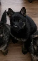Midnight Blue , a male German Shepherd Dog for sale in Paw Paw, MI – 2 of 2