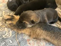 AKC black sable litter, a female German Shepherd Dog for sale in Paw Paw, MI – 7 of 8