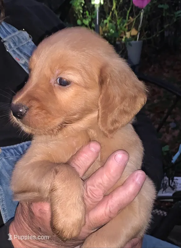 Male #5 – Golden Retriever puppy for sale in Finlayson, MN