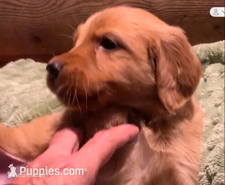 Female # 2 – Golden Retriever puppy for sale in Finlayson, MN