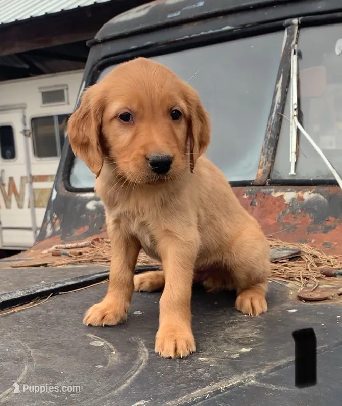 B1 – Golden Retriever puppy for sale in Finlayson, MN