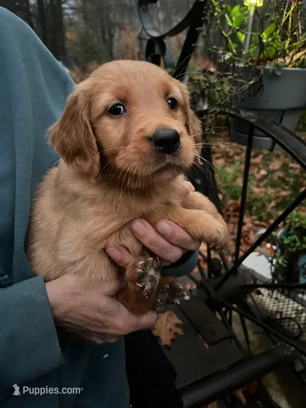 Female # 1 – Golden Retriever puppy for sale in Finlayson, MN