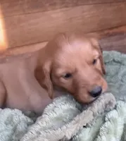 Male # 2, a male Golden Retriever for sale in Finlayson, MN – 1 of 3