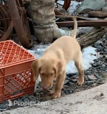 Petey  – Golden Retriever puppy for sale in Finlayson, MN