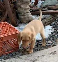 Petey , a male Golden Retriever for sale in Finlayson, MN – Photo 2 of 7