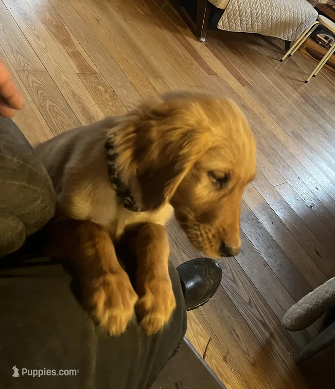 Petey  – Golden Retriever puppy for sale in Finlayson, MN