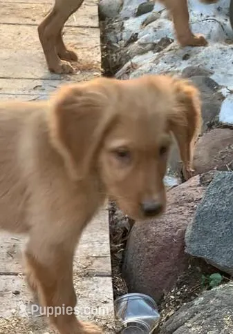 Petey  – Golden Retriever puppy for sale in Finlayson, MN