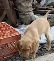 Petey , a male Golden Retriever for sale in Finlayson, MN – Photo 4 of 7