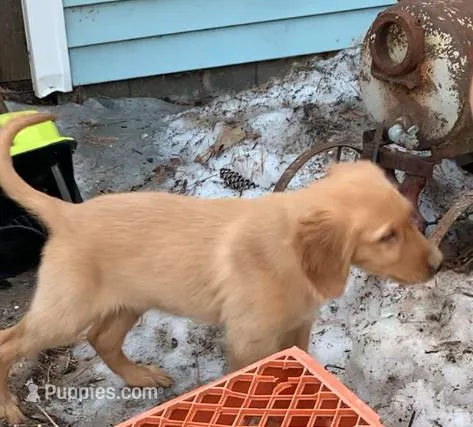 Petey  – Golden Retriever puppy for sale in Finlayson, MN