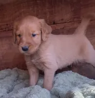 Male #5, a male Golden Retriever for sale in Finlayson, MN – 1 of 2