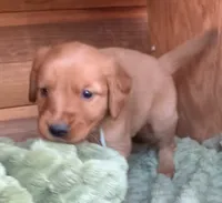 Male # 2, a male Golden Retriever for sale in Finlayson, MN – 2 of 3