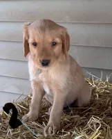 B-2, a male Golden Retriever for sale in Finlayson, MN – 3 of 4