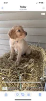 B-2, a male Golden Retriever for sale in Finlayson, MN – 4 of 4