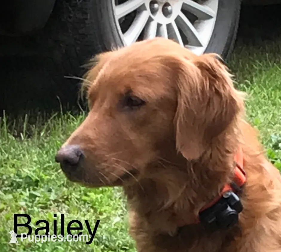 B-5, a male Golden Retriever for sale in Finlayson, MN – Photo 7 of 7