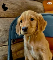 B-5, a male Golden Retriever for sale in Finlayson, MN – Photo 5 of 7