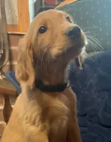 B-5, a male Golden Retriever for sale in Finlayson, MN – Photo 2 of 7