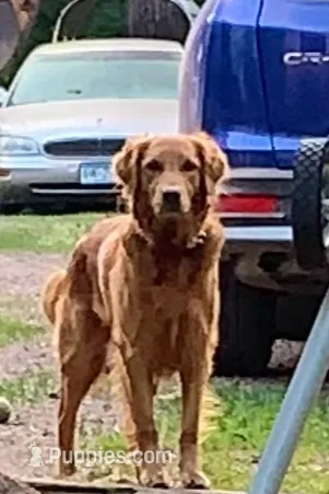 B-5, a male Golden Retriever for sale in Finlayson, MN – Photo 6 of 7