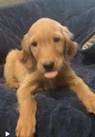 B-5, a male Golden Retriever for sale in Finlayson, MN – Photo 1 of 7