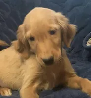 B-5, a male Golden Retriever for sale in Finlayson, MN – Photo 3 of 7