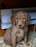 B-5, a male Golden Retriever for sale in Finlayson, MN – Photo 4 of 7