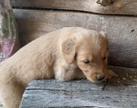 Female #4, a female Golden Retriever for sale in Finlayson, MN – 2 of 2