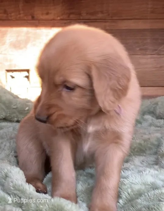 Female # 2 – Golden Retriever puppy for sale in Finlayson, MN