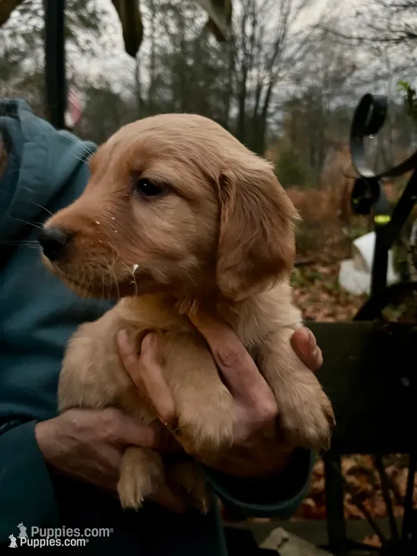 Female #4 – Golden Retriever puppy for sale in Finlayson, MN