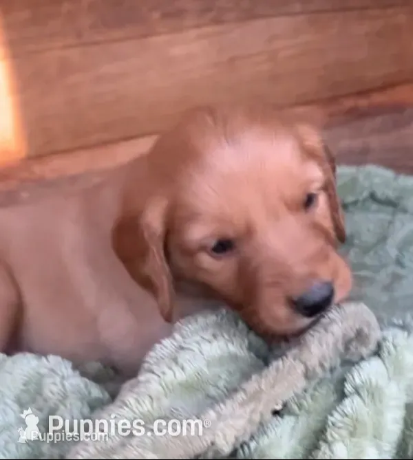 Female #4 – Golden Retriever puppy for sale in Finlayson, MN