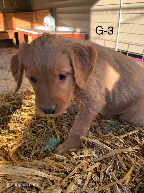 Female pup – Golden Retriever puppy for sale in Finlayson, MN