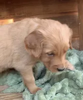 Female # 1, a female Golden Retriever for sale in Finlayson, MN – 2 of 2