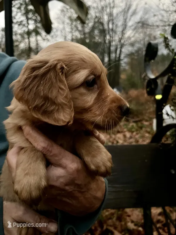 Female #5 – Golden Retriever puppy for sale in Finlayson, MN