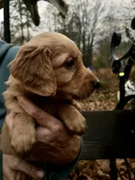 Female #5, a female Golden Retriever for sale in Finlayson, MN – 1 of 1