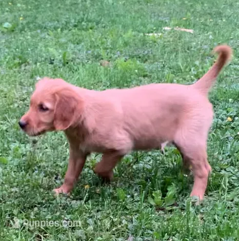 Female pup – Golden Retriever puppy for sale in Finlayson, MN