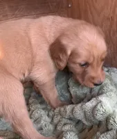 Female # 2, a female Golden Retriever for sale in Finlayson, MN – 2 of 2