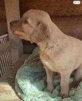 Male #1, a male Golden Retriever for sale in Finlayson, MN – 2 of 2