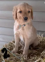 B-2, a male Golden Retriever for sale in Finlayson, MN – 2 of 4
