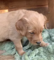 Female # 1, a female Golden Retriever for sale in Finlayson, MN – 1 of 2