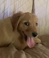 Female pup, a female Golden Retriever for sale in Finlayson, MN – 1 of 3